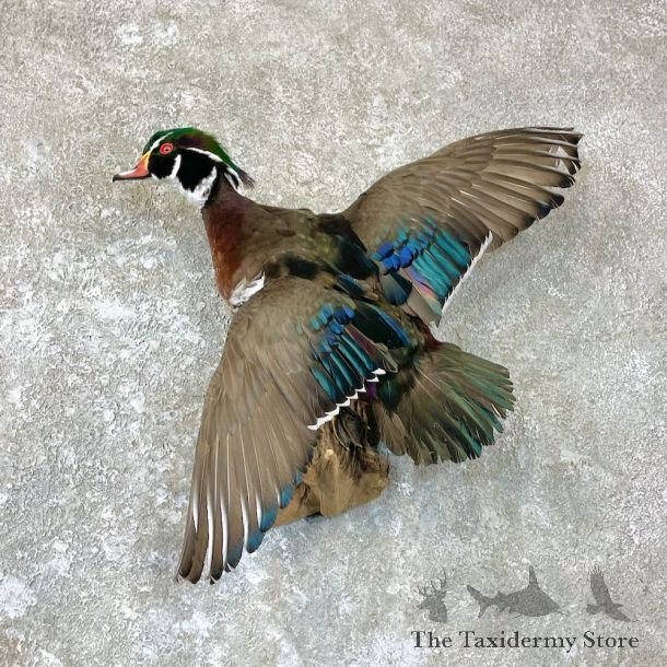 Wood Duck Bird Mount For Sale #26708 @ The Taxidermy Store
