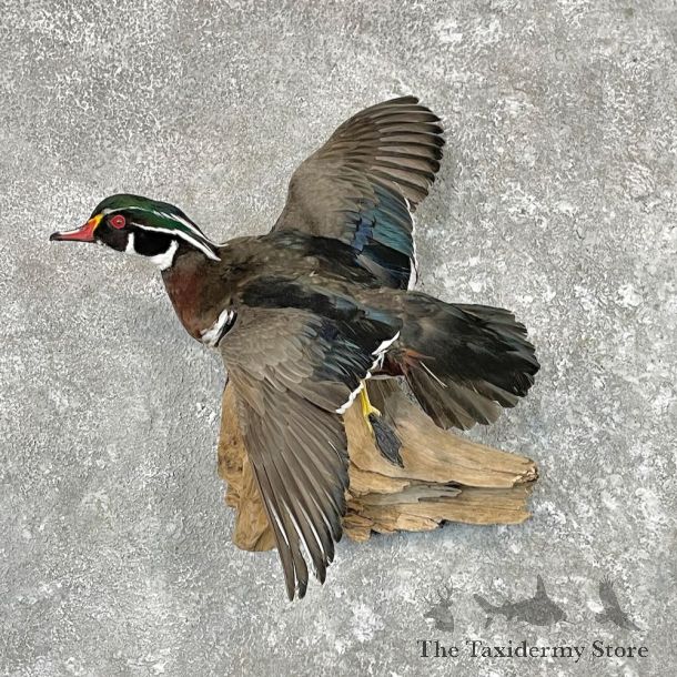 Wood Duck Bird Mount For Sale #27548 @ The Taxidermy Store