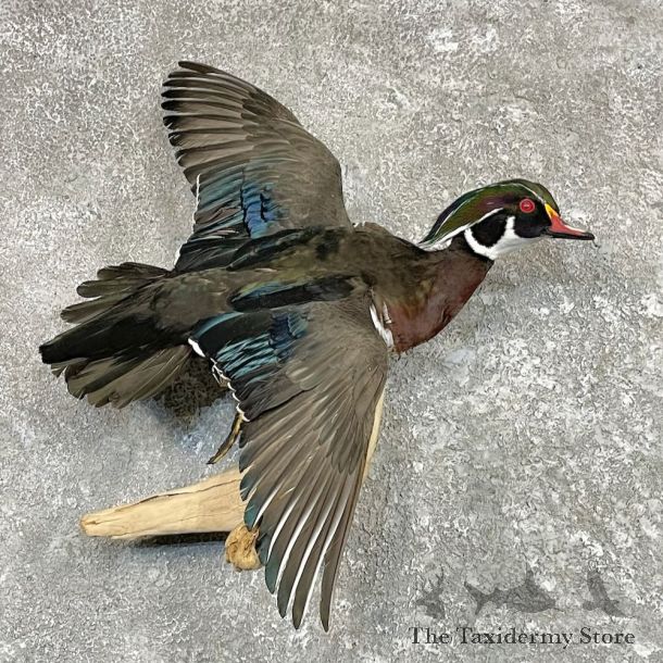 Wood Duck Bird Mount For Sale #27550 @ The Taxidermy Store