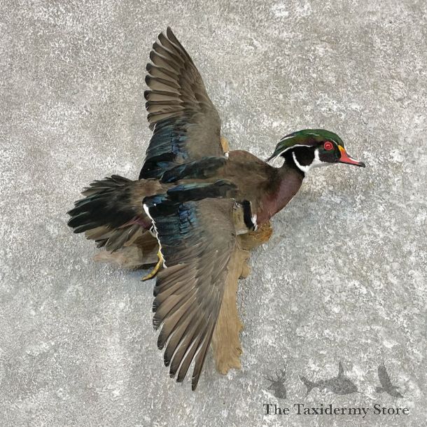 Wood Duck Bird Mount For Sale #27551 @ The Taxidermy Store