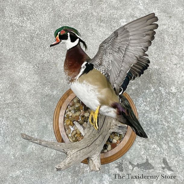 Wood Duck Bird Mount For Sale #27561 @ The Taxidermy Store