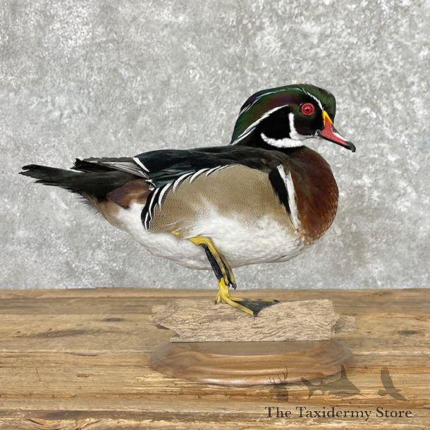 Wood Duck Bird Mount For Sale #27573 - The Taxidermy Store