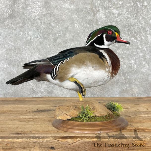Wood Duck Bird Mount For Sale #27576 - The Taxidermy Store