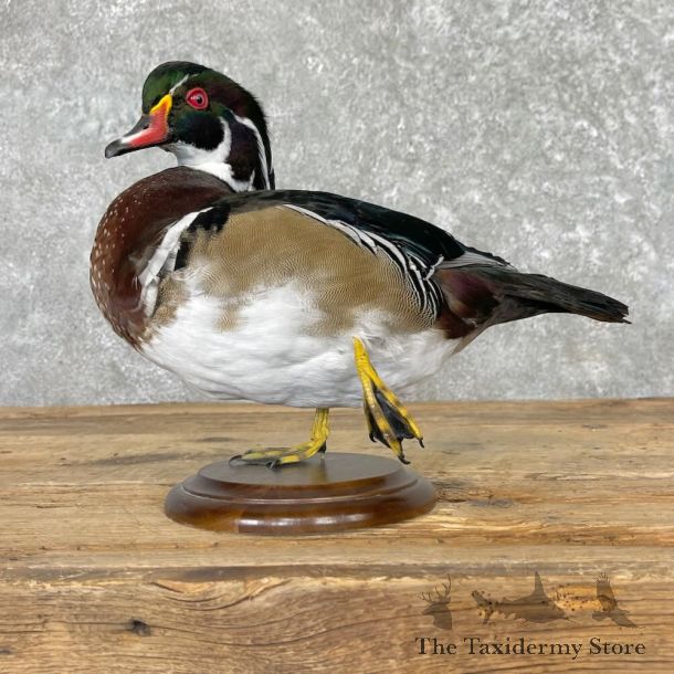 Wood Duck Bird Mount For Sale #27577 - The Taxidermy Store