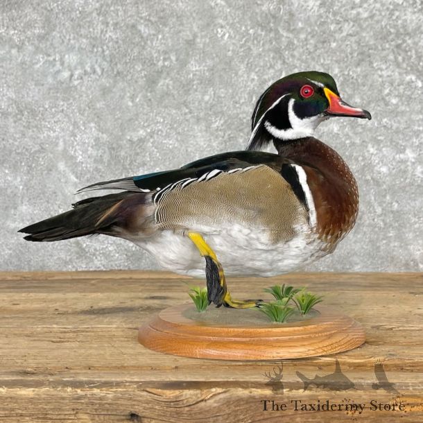 Wood Duck Bird Mount For Sale #27578 - The Taxidermy Store