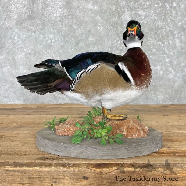 Wood Duck Bird Mount For Sale #27579 @ The Taxidermy Store