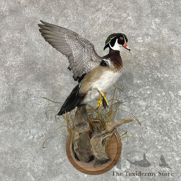 Wood Duck Bird Mount For Sale #27623 @ The Taxidermy Store