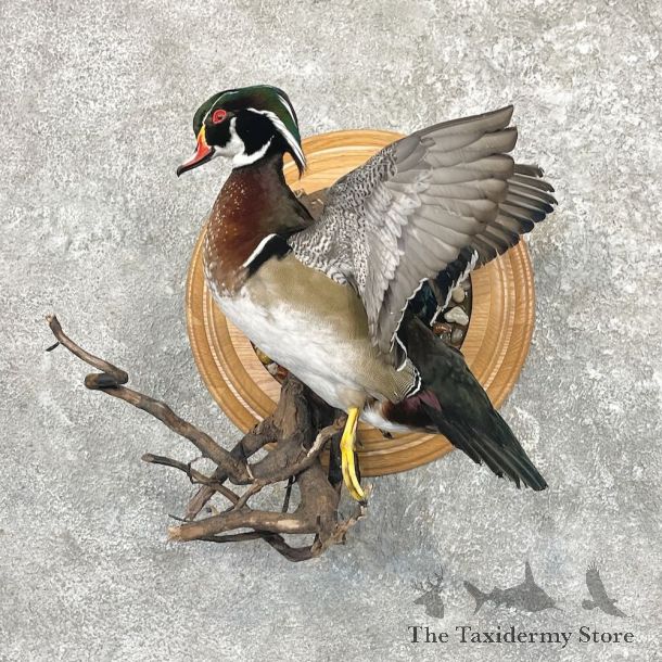 Wood Duck Bird Mount For Sale #27628 @ The Taxidermy Store