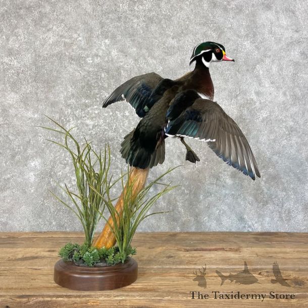 Wood Duck Bird Mount For Sale #27752 @ The Taxidermy Store