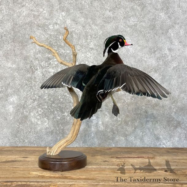 Wood Duck Bird Mount For Sale #27753 @ The Taxidermy Store