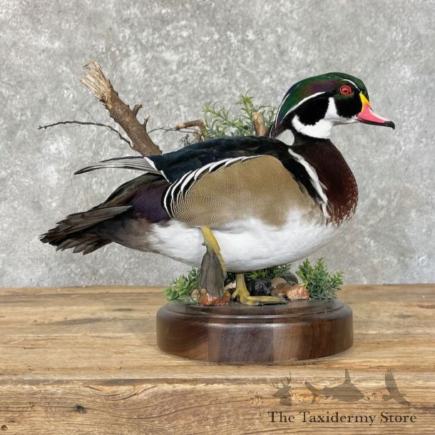 Wood Duck Bird Mount For Sale #27756 - The Taxidermy Store
