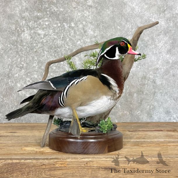Wood Duck Bird Mount For Sale #27757 - The Taxidermy Store