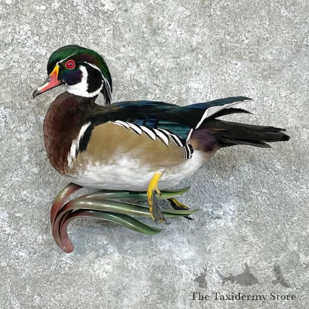 Wood Duck Bird Mount For Sale #27948 - The Taxidermy Store