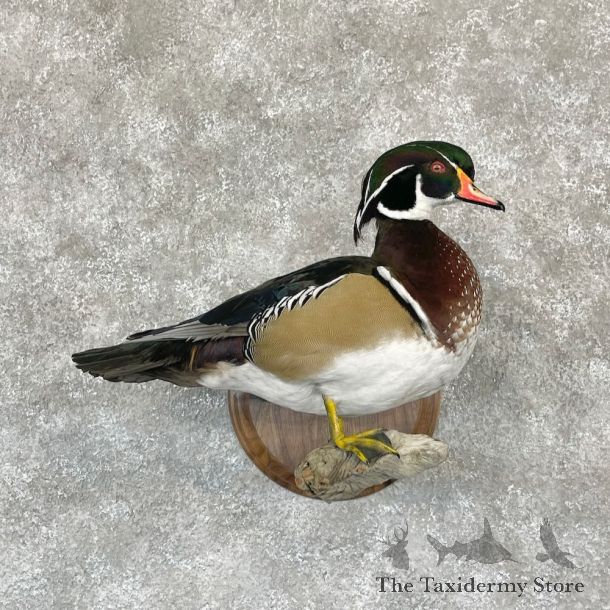 Wood Duck Bird Mount For Sale #28114 @ The Taxidermy Store
