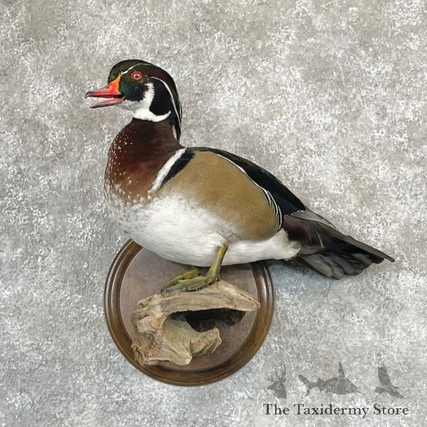 Wood Duck Bird Mount For Sale #28115 @ The Taxidermy Store