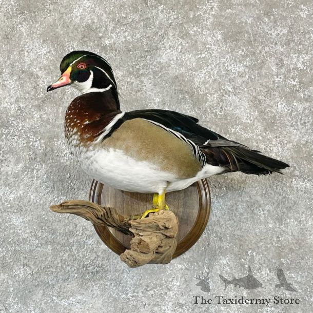Wood Duck Bird Mount For Sale #28116 @ The Taxidermy Store