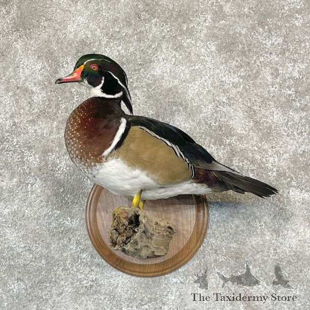 Wood Duck Bird Mount For Sale #28117 @ The Taxidermy Store