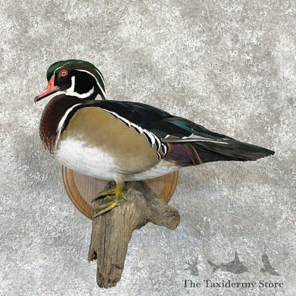 Wood Duck Bird Mount For Sale #28119 @ The Taxidermy Store
