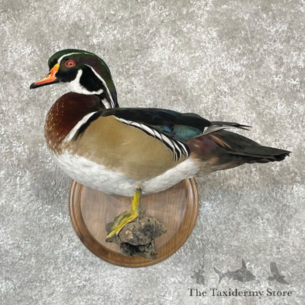 Wood Duck Bird Mount For Sale #28121 @ The Taxidermy Store