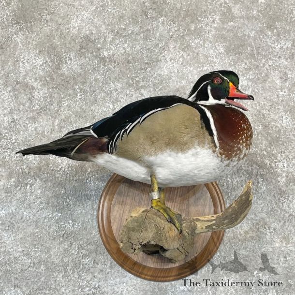 Wood Duck Bird Mount For Sale #28122 @ The Taxidermy Store