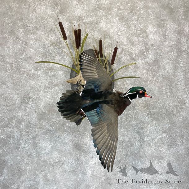 Wood Duck Bird Mount For Sale #28207 @ The Taxidermy Store