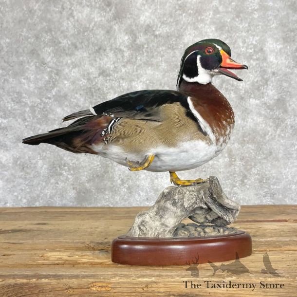 Wood Duck Bird Mount For Sale #28350 - The Taxidermy Store