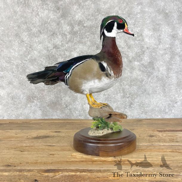 Wood Duck Bird Mount For Sale #28508 - The Taxidermy Store