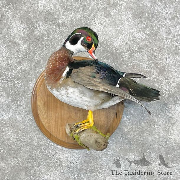 Wood Duck Bird Mount For Sale #28512 @ The Taxidermy Store