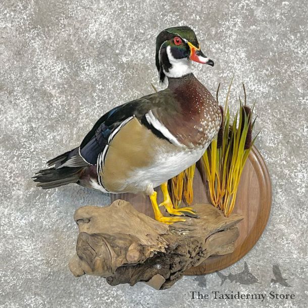 Wood Duck Bird Mount For Sale #28523 @ The Taxidermy Store