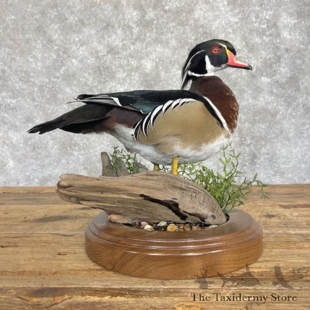 Wood Duck Bird Mount For Sale #28537 - The Taxidermy Store