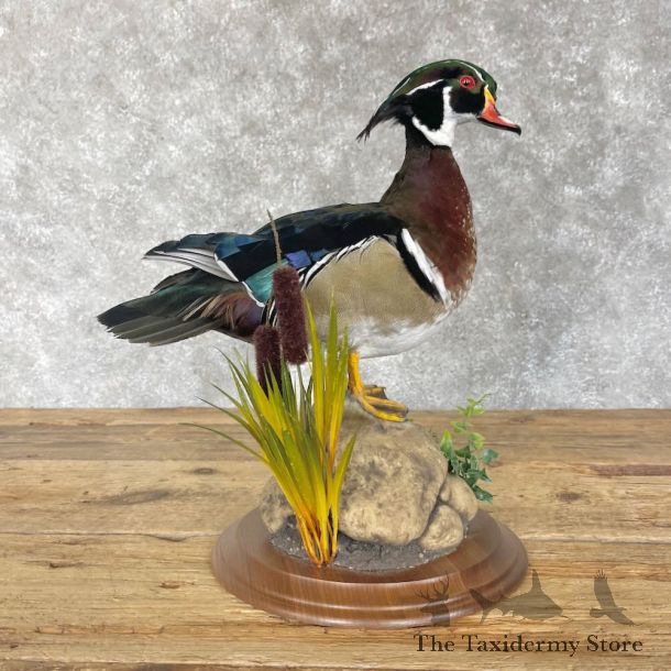 Wood Duck Bird Mount For Sale #28542 - The Taxidermy Store