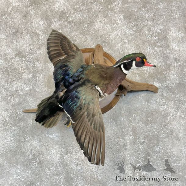 Wood Duck Bird Mount For Sale #28771 @ The Taxidermy Store
