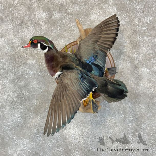 Wood Duck Bird Mount For Sale #28781 @ The Taxidermy Store