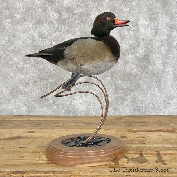 Wood Duck Cross Bird Mount For Sale #28401 @ The Taxidermy Store