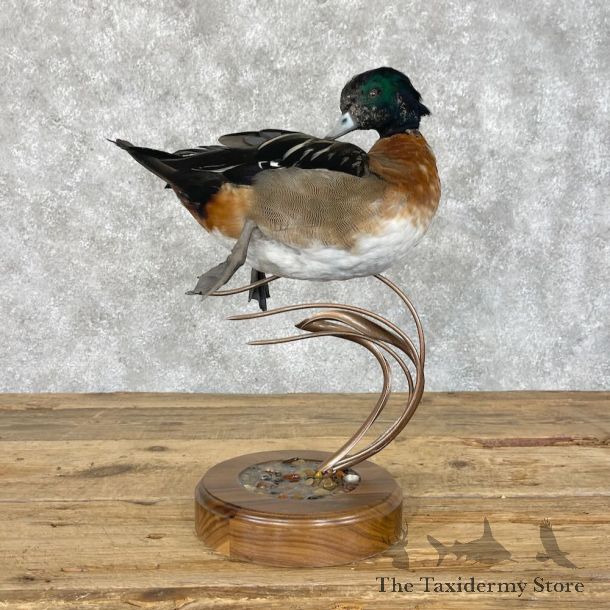 Wood Duck Cross Bird Mount For Sale #28405 @ The Taxidermy Store