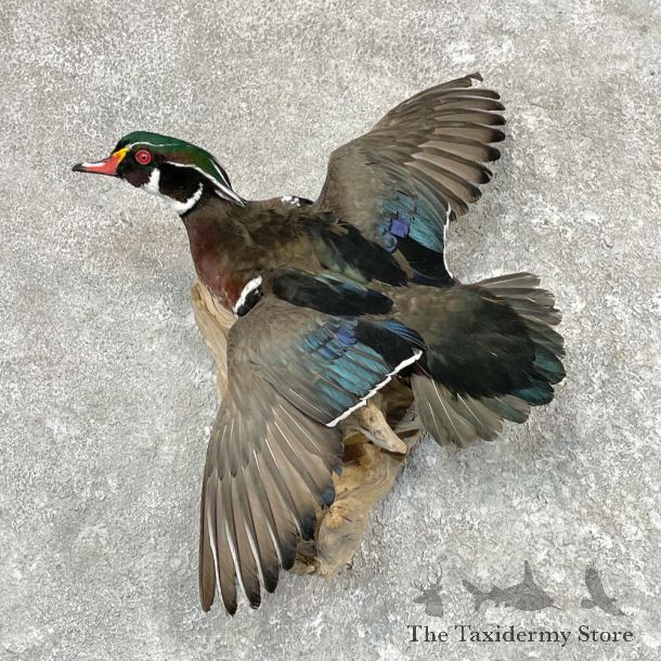 Wood Duck Drake Mount For Sale #27549 @ The Taxidermy Store