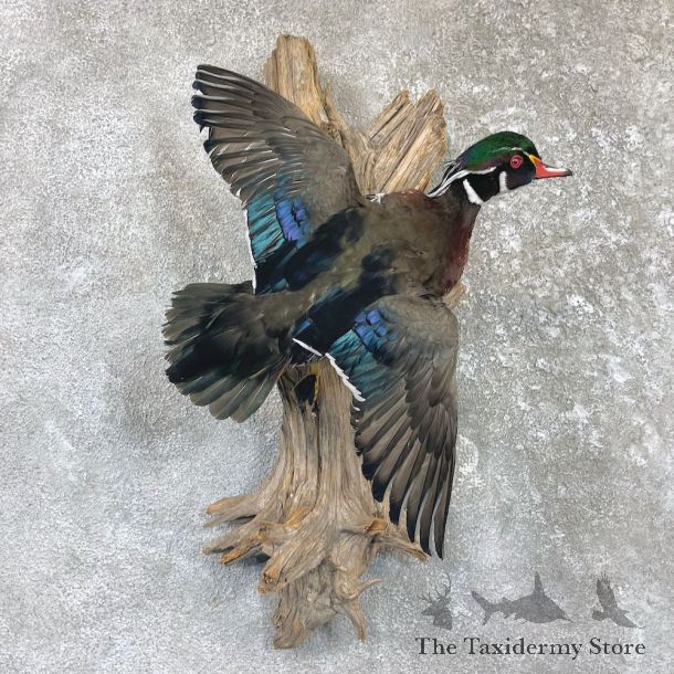 Wood Duck Drake Taxidermy Mount For Sale #26491 @ The Taxidermy Store
