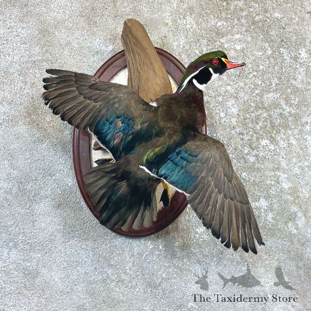 Wood Duck Drake Taxidermy Mount For Sale #26495 @ The Taxidermy Store