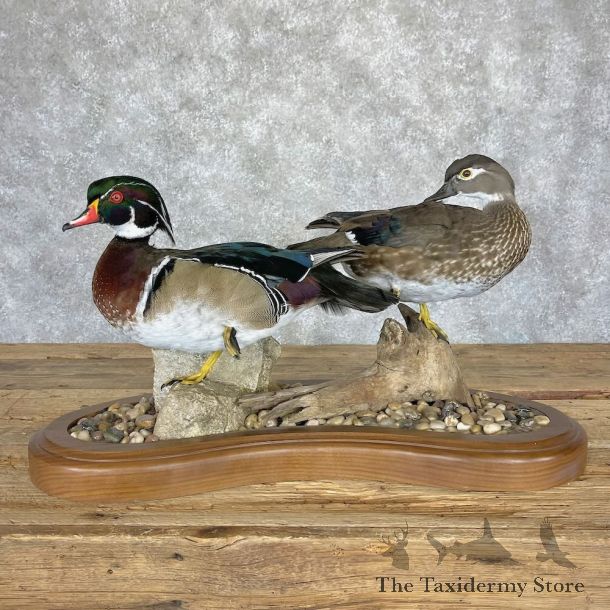 Wood Duck Pair Bird Mount For Sale #28233 @ The Taxidermy Store