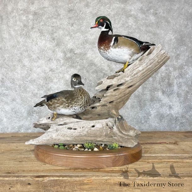 Wood Duck Pair Bird Mount For Sale #28240 @ The Taxidermy Store