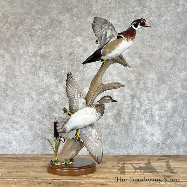 Wood Duck Pair Bird Mount For Sale #28241 @ The Taxidermy Store