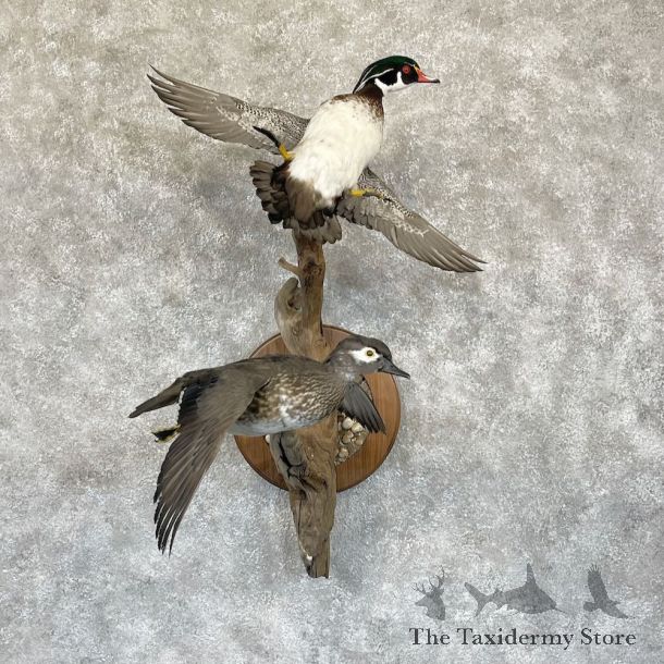 Wood Duck Pair Bird Mount For Sale #28266 @ The Taxidermy Store