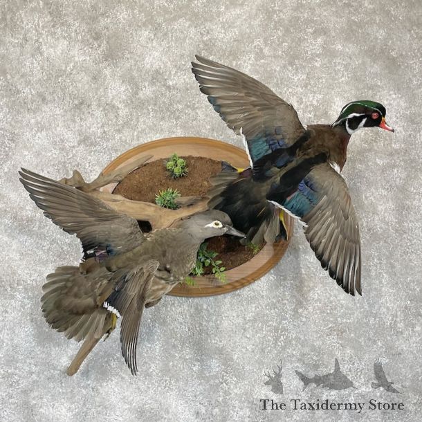 Wood Duck Pair Bird Mount For Sale #28205 @ The Taxidermy Store