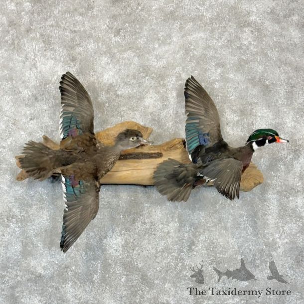 Wood Duck Scene Mount For Sale #27838 @ The Taxidermy Store