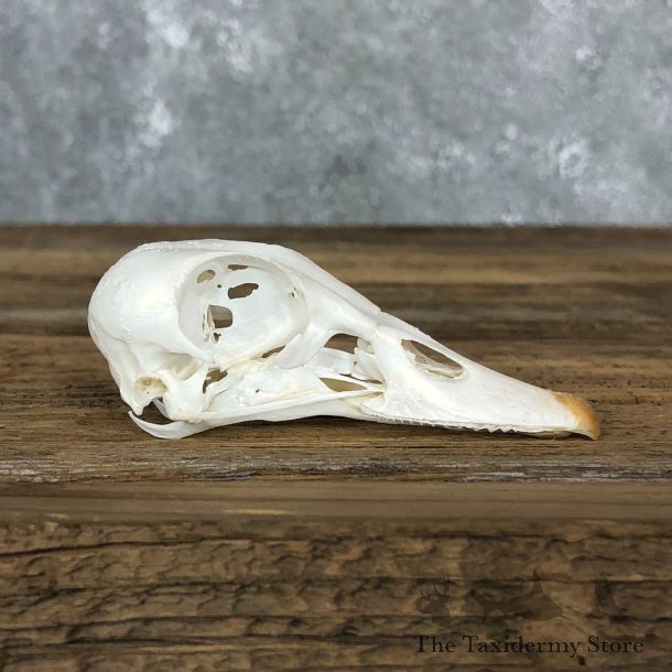 Wood Duck Skull For Sale #19590 @ The Taxidermy Store