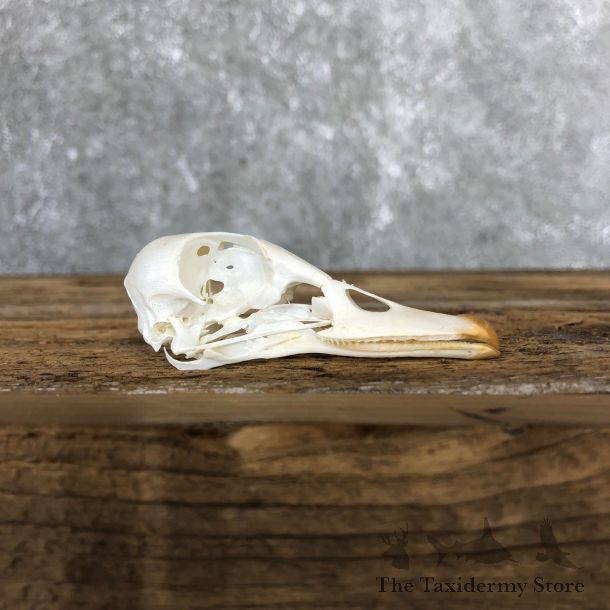 Wood Duck Skull For Sale #19592 @ The Taxidermy Store
