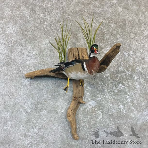 Wood Duck Taxidermy Bird Mount For Sale #26490 @ The Taxidermy Store