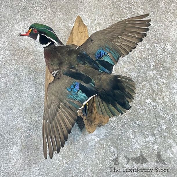 Wood Duck Taxidermy Bird Mount For Sale #26497 @ The Taxidermy Store