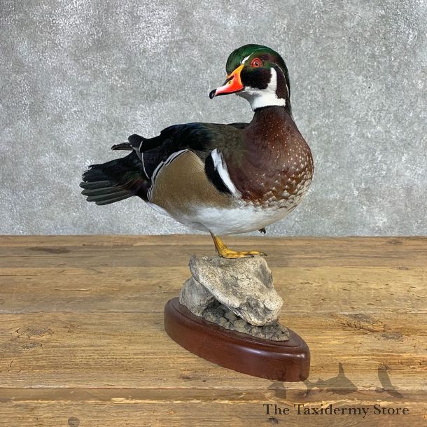Wood Duck Taxidermy Bird Mount For Sale #26656 @ The Taxidermy Store