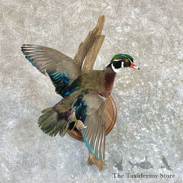 Wood Duck Taxidermy Mount For Sale #26509 @ The Taxidermy Store